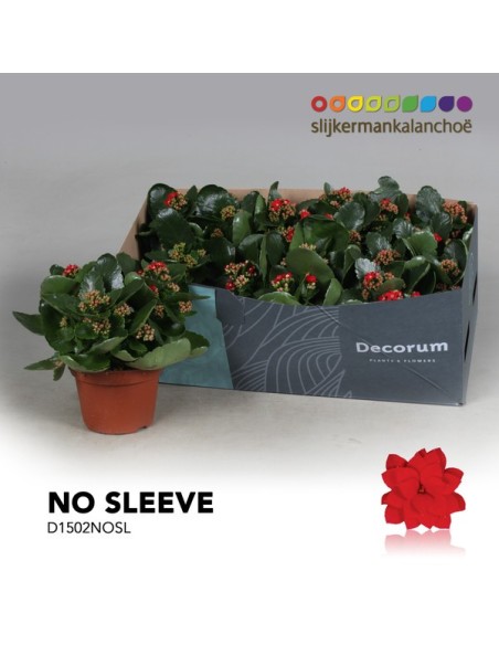 Kalanchoe Bloss Filed Flowers M15 Rojo - Planta suculenta con floración intensa