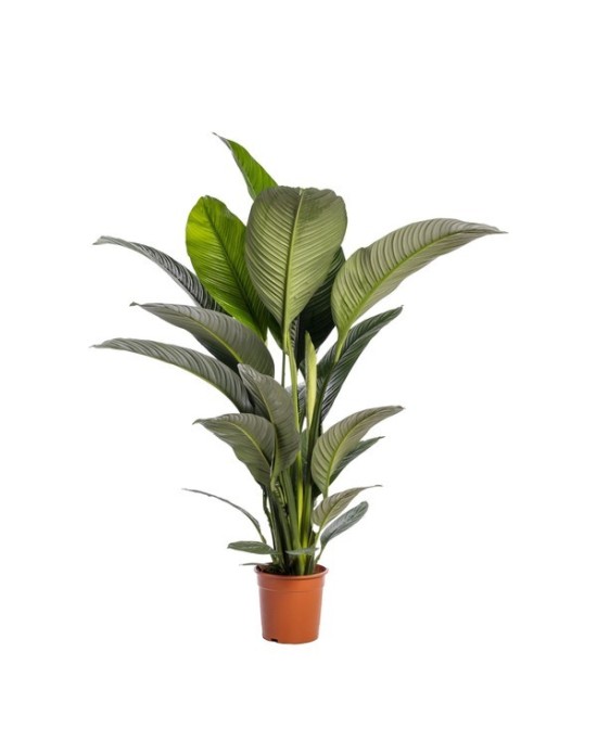 Spathiphyllum Sensation No Flower M24 Planta Interior Grande y Purificadora