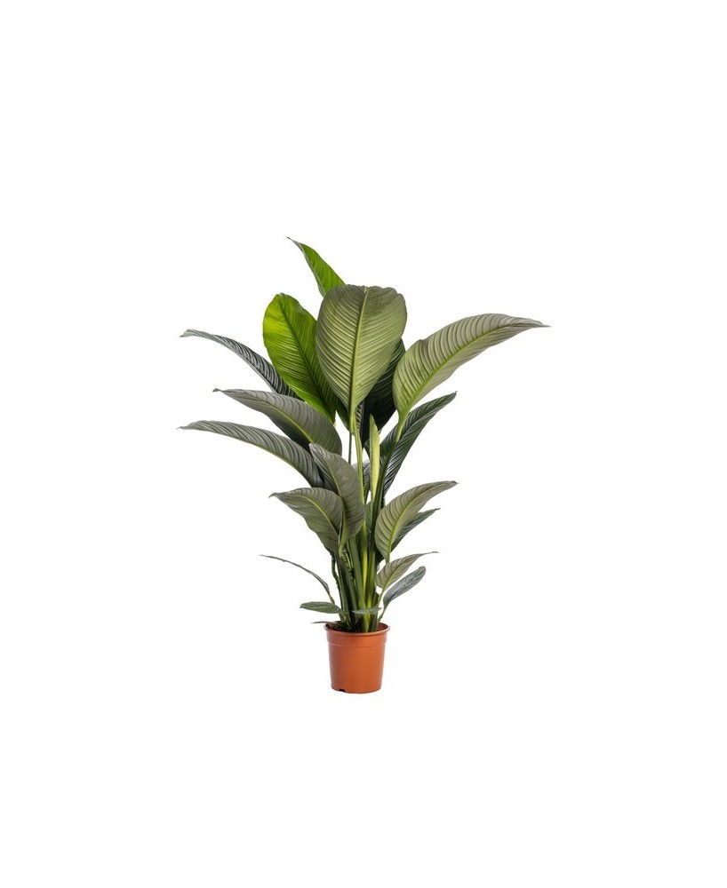Spathiphyllum Sensation No Flower M24 Planta Interior Grande y Purificadora