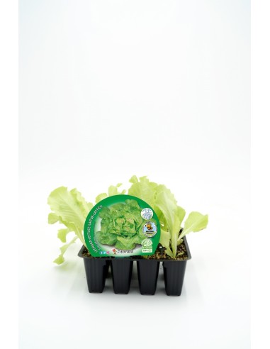 PACK LECHUGA TROCADERO 12UNDS