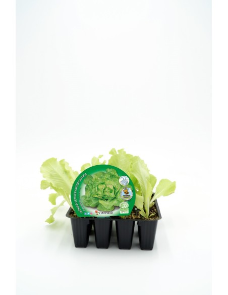 PACK LECHUGA TROCADERO 12UNDS