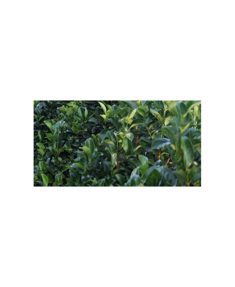 VIBURNUM TINUS EVE PRICE C25 7.5L