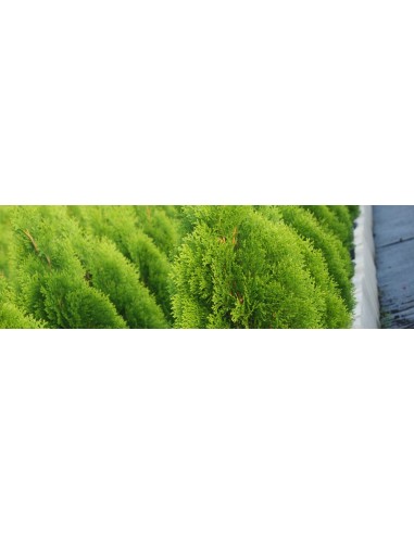 THUJA AUREA NANA C-25 7,5LT