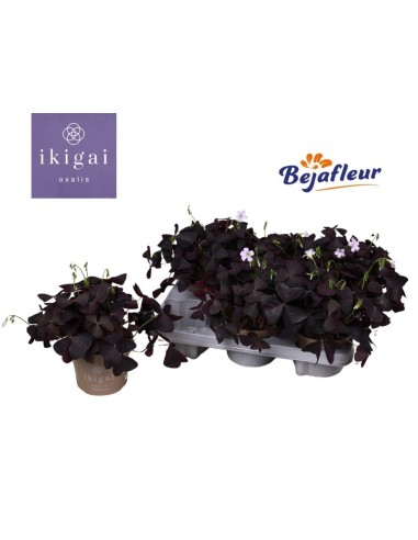 Oxalis Triangularis M12 Púrpura planta ornamental hojas púrpuras flores blancas