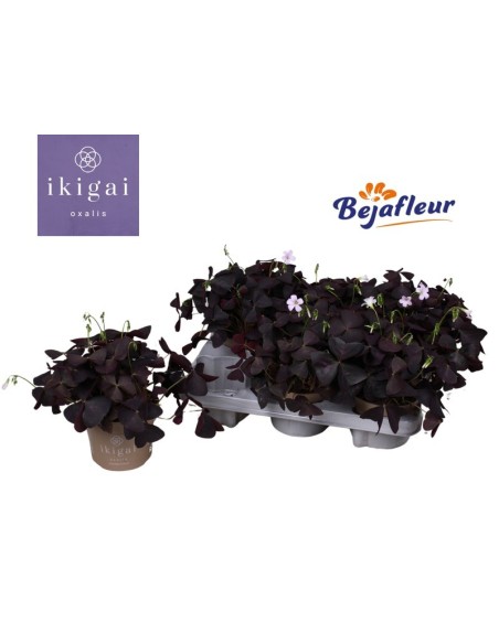 Oxalis Triangularis M12 Púrpura planta ornamental hojas púrpuras flores blancas