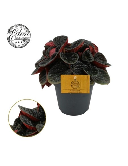 Peperomia Chocolat M12 planta ornamental interior hojas marrón oscuro fácil cuidado