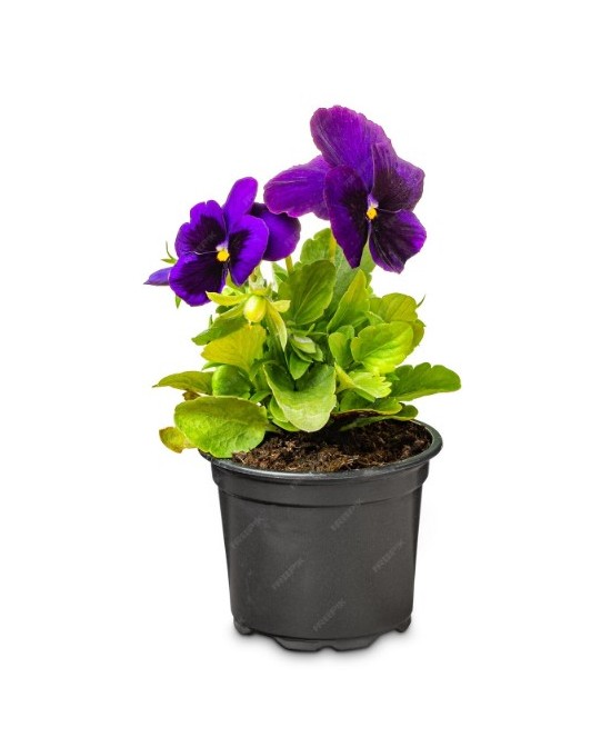 VIOLA M10.5 KM0