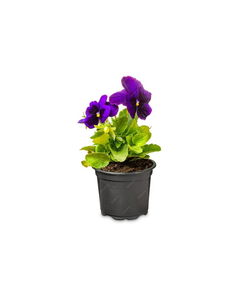 VIOLA M10.5 KM0