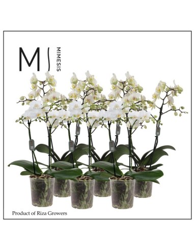 Phalaenopsis Multi 2T 22+ M12 Blanca - Orquídea de Interior con Doble Tallo Floral