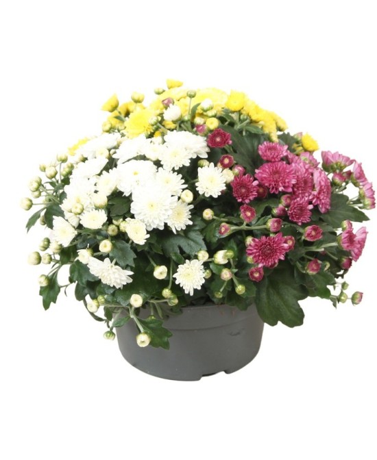 Chrysanthemum Biedemeier Carnaval M13 | Crisantemo otoñal colorido en Endanea Garden