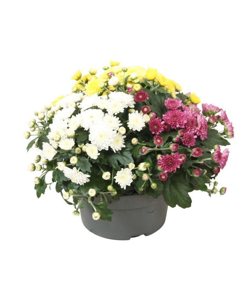 Chrysanthemum Biedemeier Carnaval M13 | Crisantemo otoñal colorido en Endanea Garden