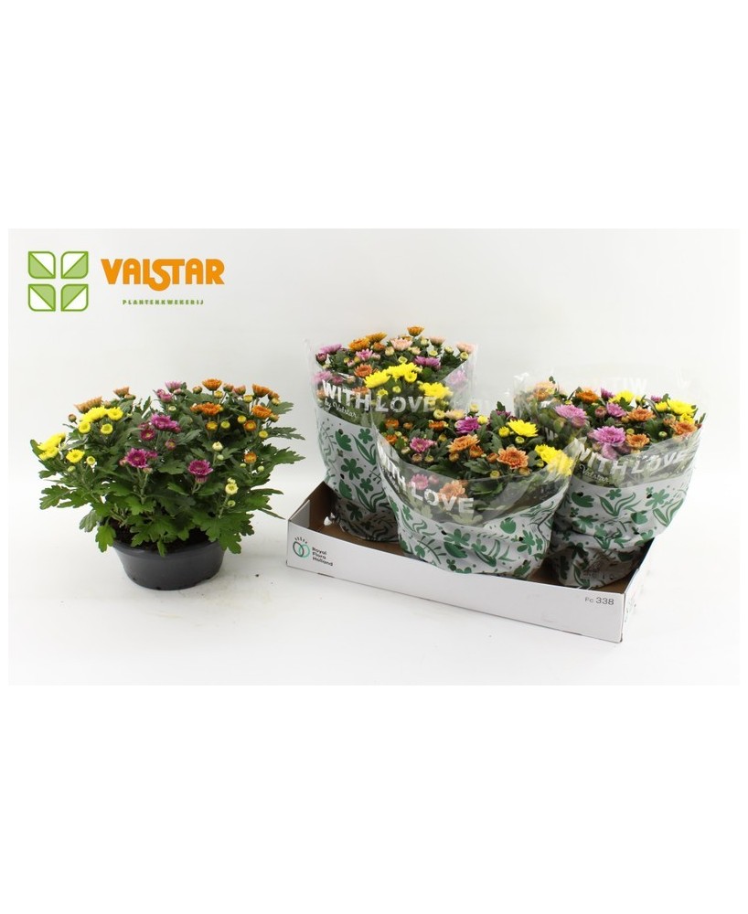 Chrysanthemum Ind Elixer Bowl M23 | Crisantemo grande y decorativo en Endanea Garden