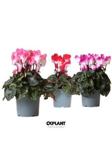 Cyclamen Indiaka Mix M12 | Planta de flor bicolor para otoño e invierno en Endanea Garden