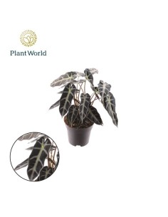 Alocasia Bambino Arrow 2PP M14 Planta tropical decorativa para interiores Endanea Garden