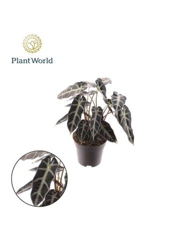 Alocasia Bambino Arrow 2PP M14 Planta tropical decorativa para interiores Endanea Garden