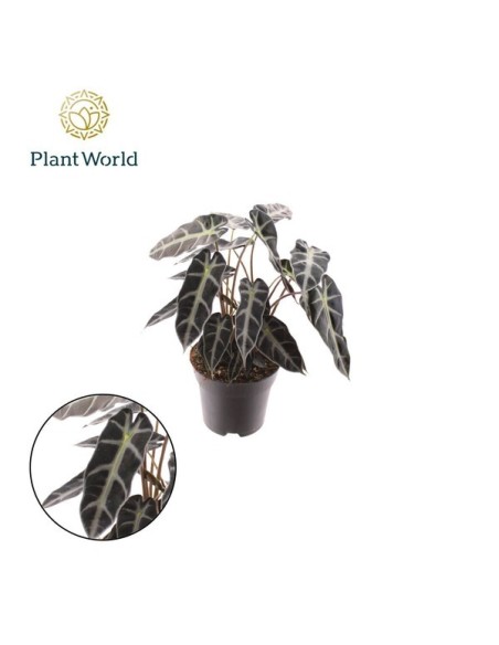 Alocasia Bambino Arrow 2PP M14 Planta tropical decorativa para interiores Endanea Garden