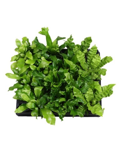 Asplenium Mix M6 Helechos Decorativos Compactos para Interiores y Espacios Protegidos