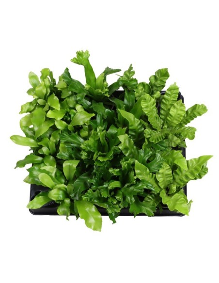 Asplenium Mix M6 Helechos Decorativos Compactos para Interiores y Espacios Protegidos