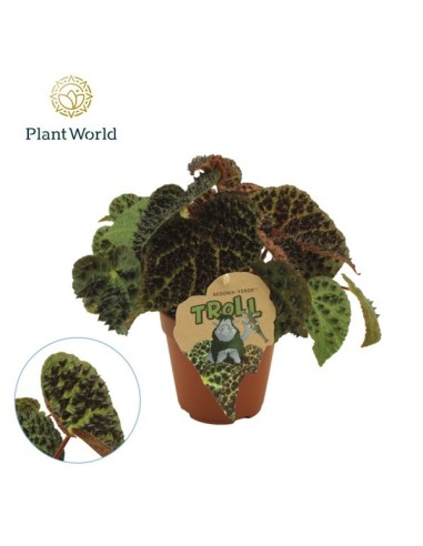 Begonia Rex Ferox M12 planta ornamental de interior hojas aterciopeladas y colores intensos