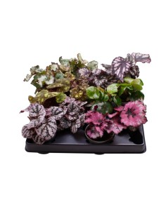 Begonia Rex Follage M6 planta ornamental compacta hojas coloridas y aterciopeladas