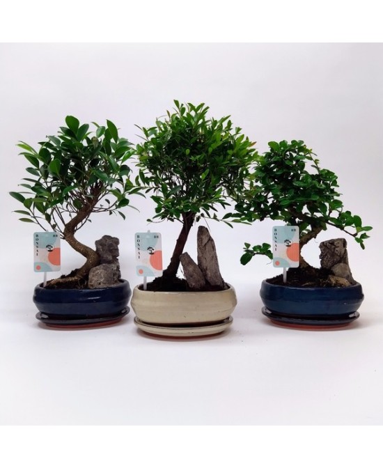 Bonsai Mix Indoor con Maceta Cerámica y Plato M20 - Decoración Zen para Interiores