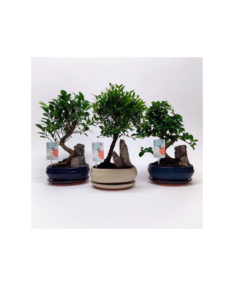 Bonsai Mix Indoor con Maceta Cerámica y Plato M20 - Decoración Zen para Interiores