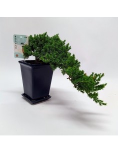 Bonsai Juniperus Cascade Ceramic M14 planta interior decoración zen maceta cerámica