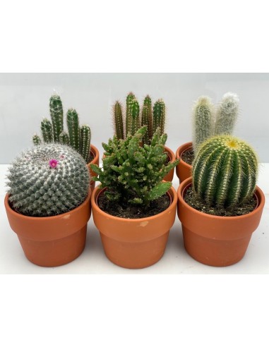 Cactus Mix in Terracotta M12 - Plantas resistentes y decorativas para interiores y exteriores
