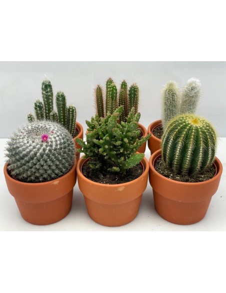 Cactus Mix in Terracotta M12 - Plantas resistentes y decorativas para interiores y exteriores