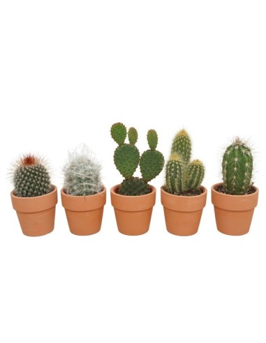 Cactus Mix in Terracotta 0981 M5.5 maceta pequeña cactus decoración interior exterior