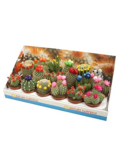 Cactus Decorated in Presentation Box M8.5 Planta Decorativa en Caja Elegante