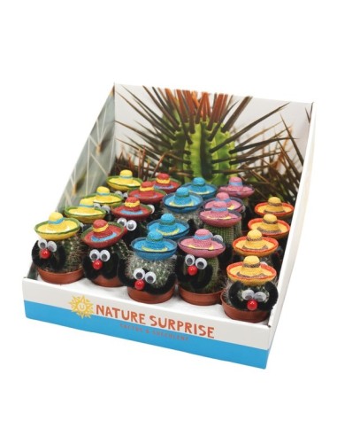 Cactus Decorated in Presentation Box M5.5 Planta Decorativa Pequeña para Interiores y Exteriores