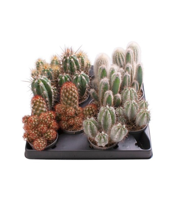 Cactus Micr Mix M6 Pequeños Cactus Decorativos en Maceta de 6 cm