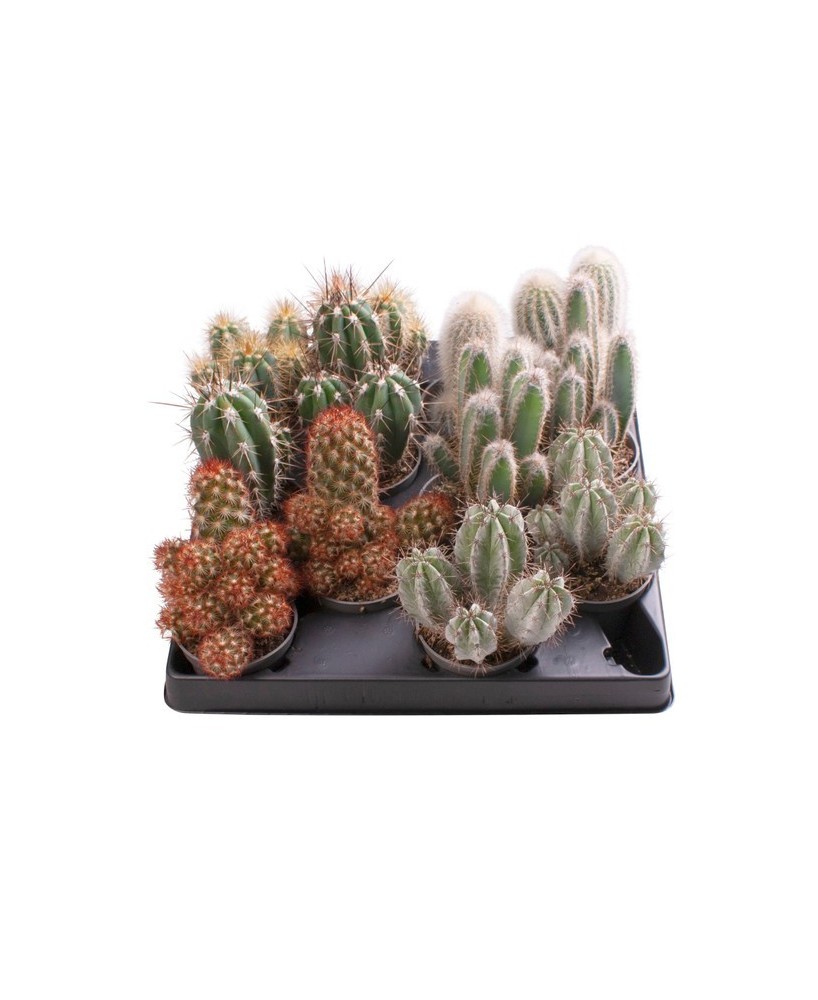 Cactus Micr Mix M6 Pequeños Cactus Decorativos en Maceta de 6 cm