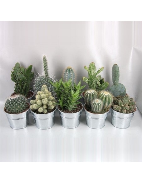 Cactus Mix in Zinc M13 Maceta de Zinc Plantas Decorativas para Interior y Exterior