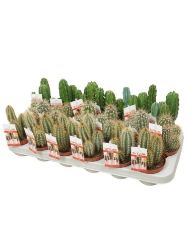 Cereus Skyline M8.5 cactus decorativo maceta 8.5 cm planta fácil cuidado para interiores y exteriores
