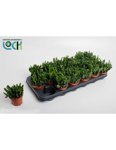 Crassula Ov Horm Tree M8.5 planta suculenta elegante y compacta para interiores y exteriores