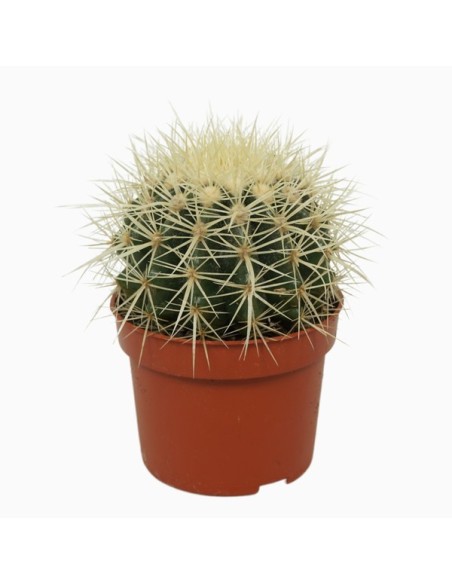 Echinocactus Grusonii M10.5  Cactus esférico decorativo de fácil cuidado | Endanea Garden