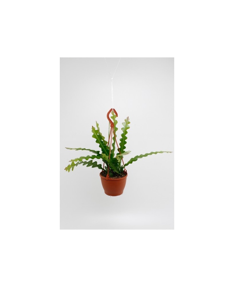 Epiphyllum Anguliger Hanging M12 | Planta colgante tropical ideal para interiores