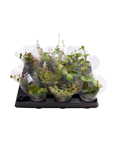 Planta Colgante Mix M6 | Plantas Decorativas para Interior y Exterior