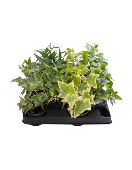 Hedera Helix Mixes M6 planta trepadora decorativa resistente para interiores y exteriores