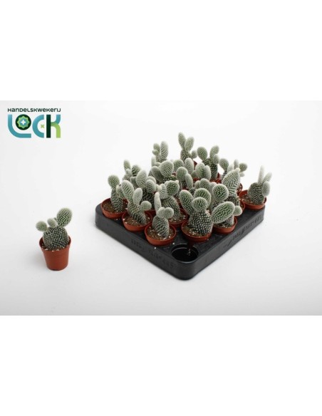 Opuntia Microdasys Albispina M5.5 Cactus Compacto y Decorativo para Interiores y Exteriores