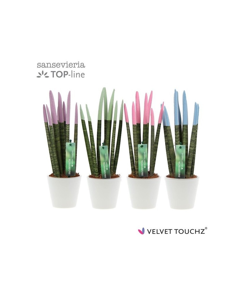 Sansevieria Cylindrica Spag Velvet Touch M8.5 maceta cerámica planta interior resistente fácil cuidado