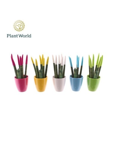 Sansevieria Cylindrica Spag Velvet Touch Easter Mix M6 planta interior moderna y resistente