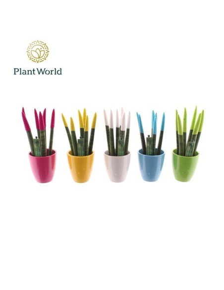 Sansevieria Cylindrica Spag Velvet Touch Easter Mix M6 planta interior moderna y resistente