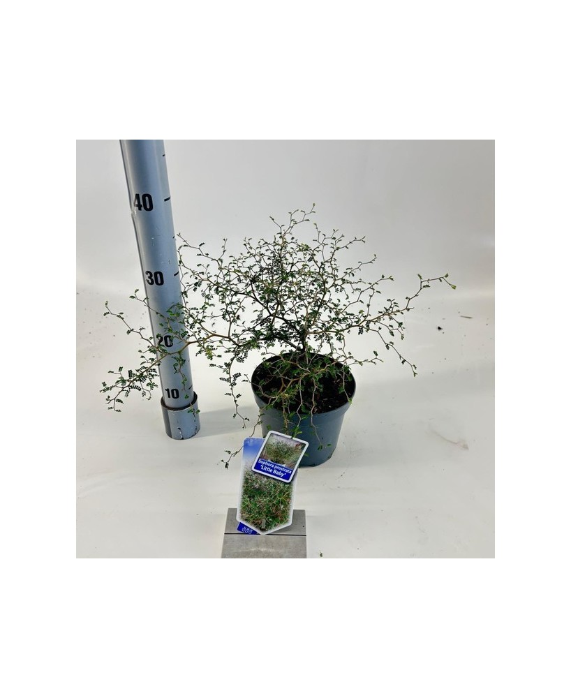 Sophora Pros Little Baby M17 árbol compacto y decorativo para jardín y terraza