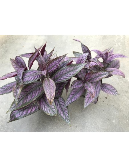 Strobilanthes M12 planta ornamental con follaje vibrante y floración elegante