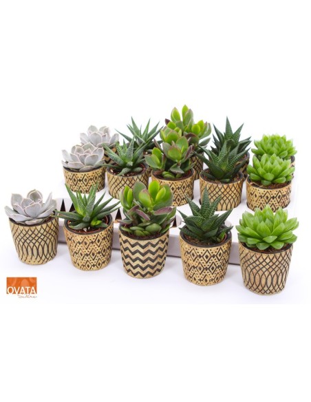 Succulent Mix in Havana Supure M7 mezcla suculentas variadas decorativas resistentes