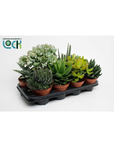 Succulents Mix M14 planta suculenta variada maceta 14 cm decoración interior y exterior