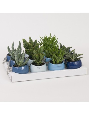 Succulents Magnetic Blue Mix M6 planta suculenta tonos azules verdes maceta 6 cm decoración interior exterior bajo mantenimient